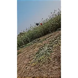 #juttlife🔥 #جٹ_محکمہ #فارمنگ_پکا_کاروبار_نی_جٹاں_دا_بس_بلیے #پنڈاں_آلے_جٹ 