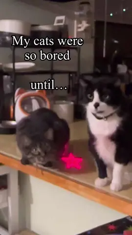 My cats went from bored to obsessed #cat #cattoy #laser #flashlight #tiktokshopcreatorpicks 