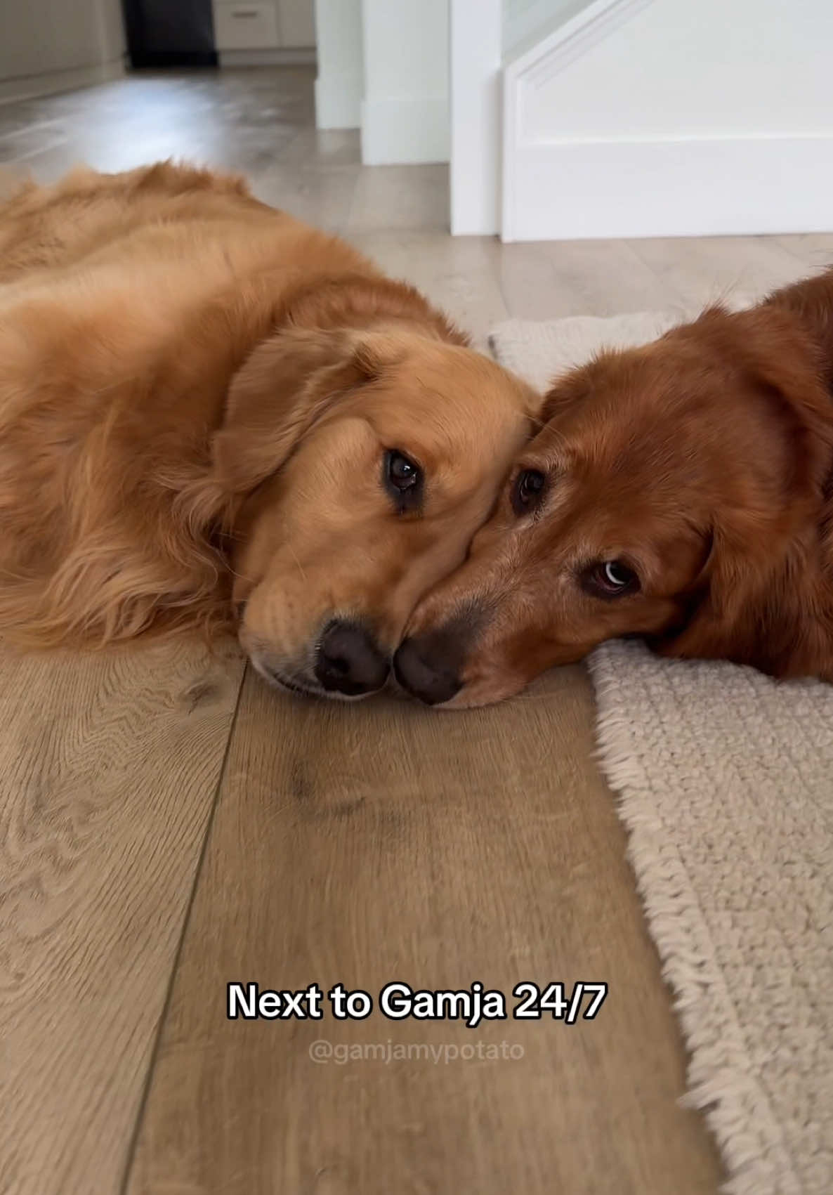 You will find Chip next to Gamja, always  #dogbond#Siblings#cute#trending