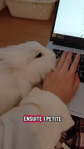 La matinée de Flocon #humour #lapin 