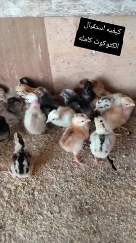 كيفيه استقبال الكتاكيت من عمر يوم اي مرحله لإنتاج #jesus #anime #Love #xuhuong #Love 