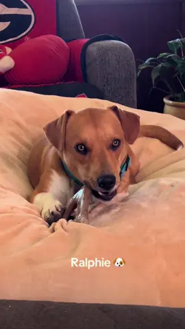 #fyp #dogsoftiktok #hounddog #dogmom #whatsup 