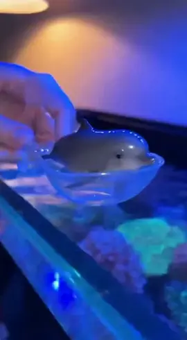 cute mini dolphin 🐬