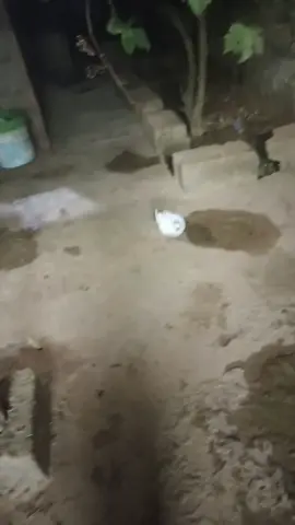 #طرابلس_بنغازي_المرج_البيضاء_درنه_طبرق #الشعب_الصيني_ماله_حل😂😂😂 