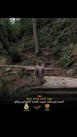ضاع الانتصار من هنا 😂🏃🏃#ليفربول_مرعب_اوروبا🔥 #basketball #برشلونة #like 