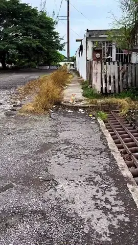 kucing mumet😂 #fyp #kucing #oyen #xybca #foryoupage 