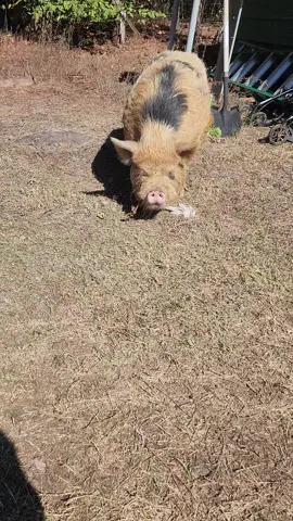 #pig #homestead #goose #fyp #hungry 