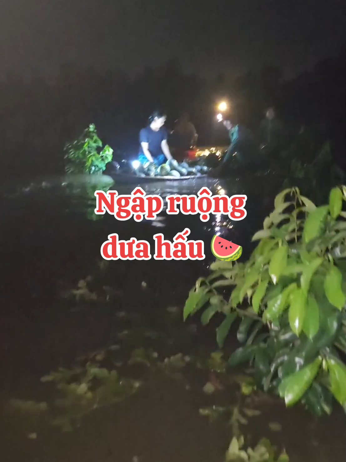 8 công dưa hấu gần đến ngày thu hoạch ngập lụt giữa đêm khuya #chiase #nongdan #kysutin #nuocluqueem #65cantho 