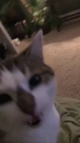 She demands my brother to visit cause he gives lots of pets! #cat #cats #catsoftiktok #pet #pets #PetsOfTikTok #cute #funny