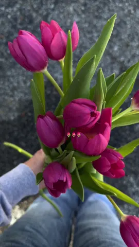 #fyp #tulips #flowers #creatorsearchinsights 