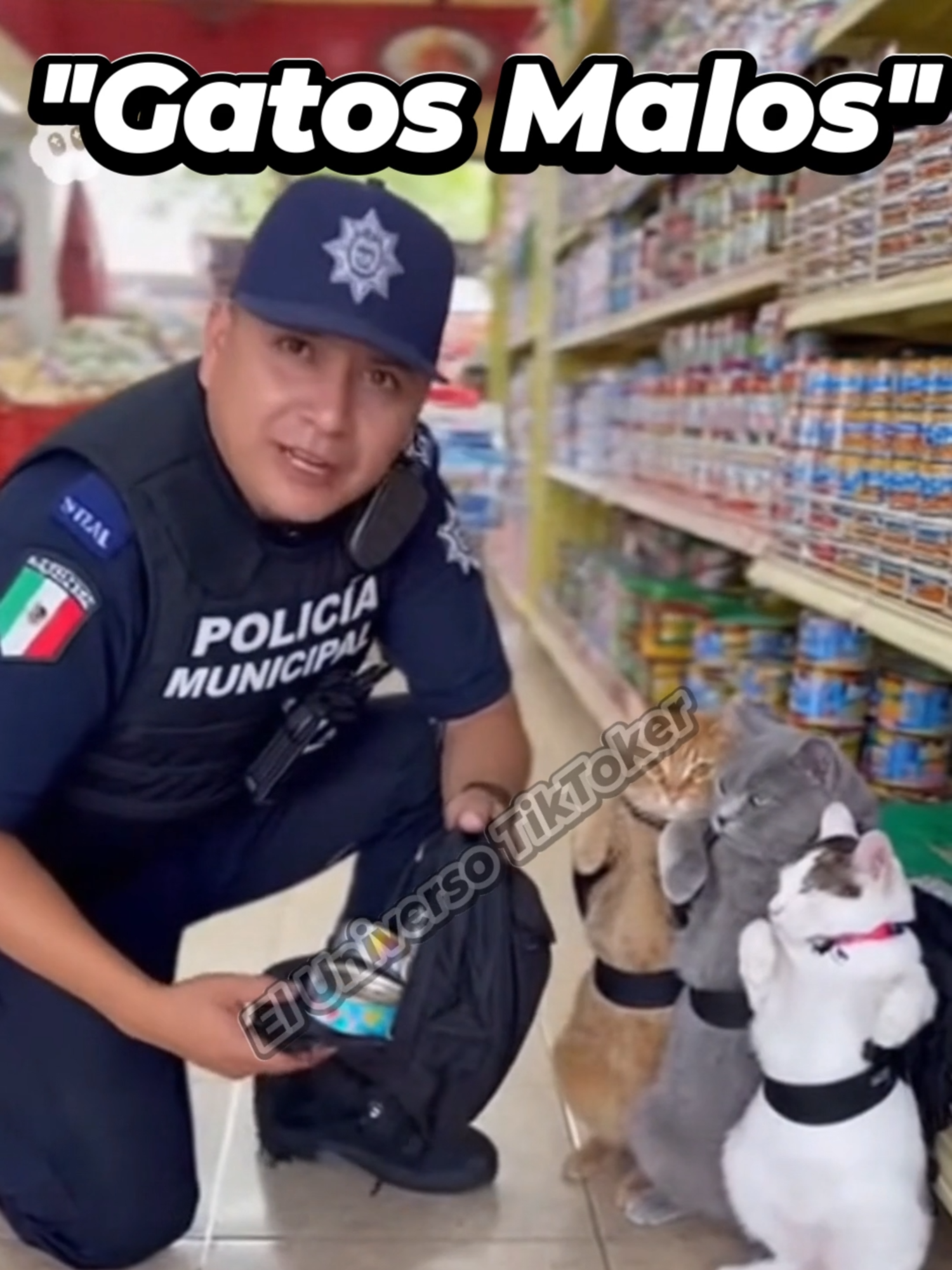 Gatos Malos!!! #fypツ #humor #humormexicano #gato