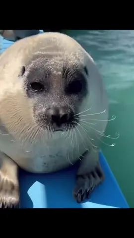 Silly seals #fyp #seal #viral #fyppppppppppppppppppppppp #fypシ゚ 