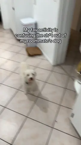 Random Dancing (in iCarly announcer voice)