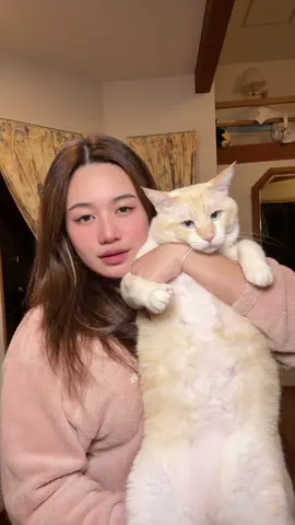 Sleepy but in need of kisses #daikoncat #catsoftiktok 