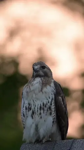 #*ـ طرزان نفسه ماعاشر كميه الحيوانات اللي انا عاشرتها.*😉✌️#مشاهير_تيك_توك_مشاهير_العرب #الجميع 