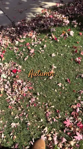 #crunch #autumn #fall 