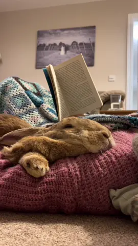 Bunnies, books, and blankets - pt5 😍 #bunny #rescuepets #fureverhome #happyplace 