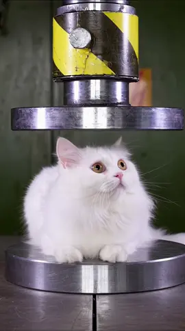 Ai cat under the press machine #ai #realistic #fyp #cat #funny 
