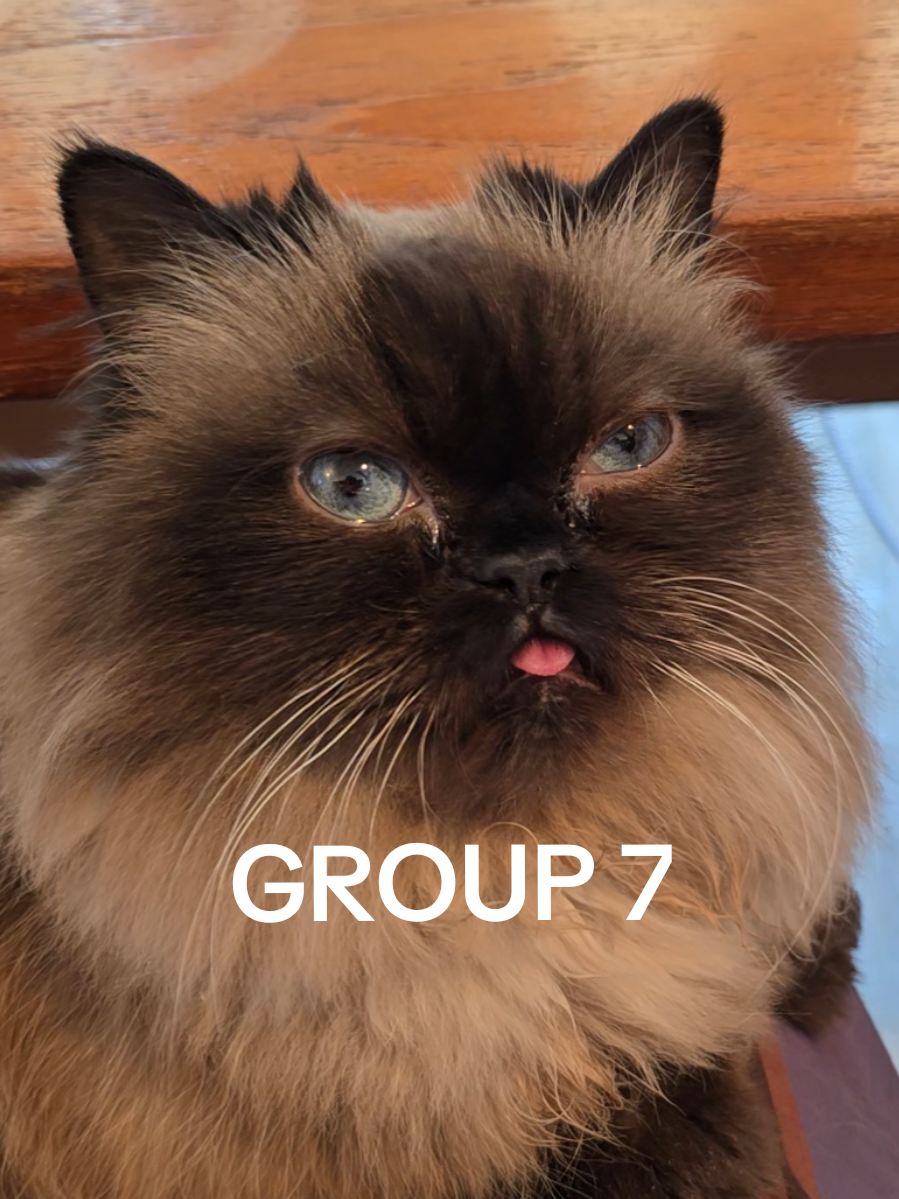 Group 7 munchkin cat entering the chat 😽 #group7 #munchkincats #seniorcat 