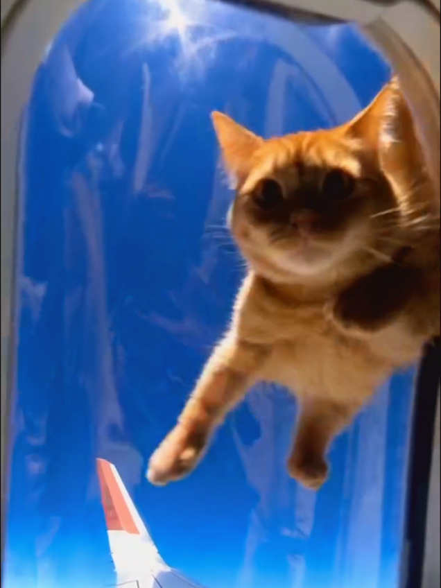 قط عابر للقارات #catsoftiktok #catlover #مضحك #الشعب_الصيني_ماله_حل😂😂 