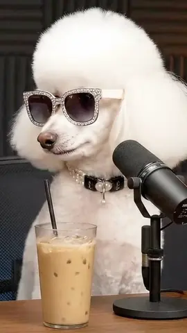 THEY SEE ME ROLLLLINNNNNNNG 😆 HERE WE GO AGAIN GUYS #dogtok #dogpodcast #doghumor #usatiktok🇺🇸 #barkafterdark 