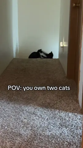 Love my girls but omg💀 #funny #twocatsarebetterthanone😋😻❤ #catsoftiktok #fyp #twocats