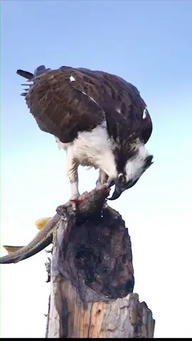 egal #fyp #unfreezemyacount #janglejanwar #plzviral🥺🥺🙏🙏foryoupage 