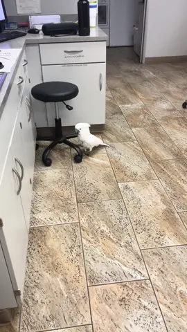 In case you need a smile today🫶#positivevibes #cumulusthecockatoo #veterinarymedicine #happy #smiles 
