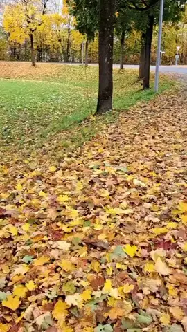 #مناظر_طبيعية #خريف  #عفرين_راجو_بلبل_شيه_جنديرس_معبطلي  #@كجا ديرك #🍂🍁🍂🍁🍂🍂🍁🍂🍂🍁 #تصميم_فيديوهات🎶🎤🎬 