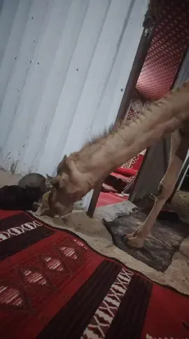 تم تعليق بنجاح  ... 