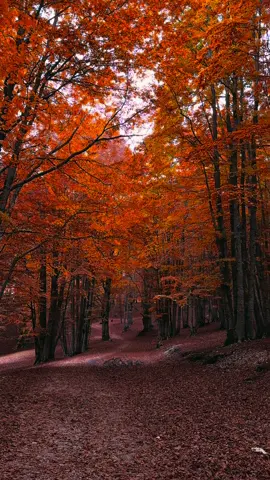 Quiet🍁🍂 Monte Livata📍 #autumn #subiaco #nature #foliage 