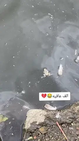 وين عشاق الخضيري😂💔 #عاشق_الصيد🔥🦆 #متابعه_ولايك_واكسبلور_احبكم #مشاهده_ممتعه🥀🖤 #مشاهير_تيك_توك #الشعب_الصيني_ماله_حل😂😂 
