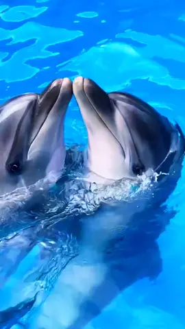 Beautiful dolphins 🥰🥰🥰🥰🥰