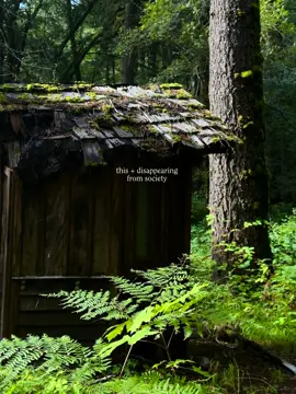 this + no stress 🌧️🖤 Sorry for being quiet.. I’ve been really tired 🖤  trying to get back in the flow of posting as the seasons shift ~ hope you’re having a lovely autumn 🍂  #darkaesthetic #forestcore #pnw #simplelife #slowliving #cozyvibes #fallvibes #autumn #rainyweather 