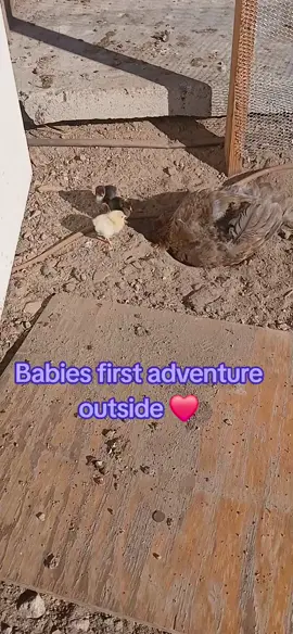 mama teaching her babies how to dirtbath ❤️ #samanthaharrison91 #chickens #chickentok #crazychickenlady #babychicks 