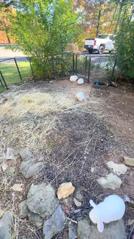 Bunny habitat.  Cat just taking a nap.  