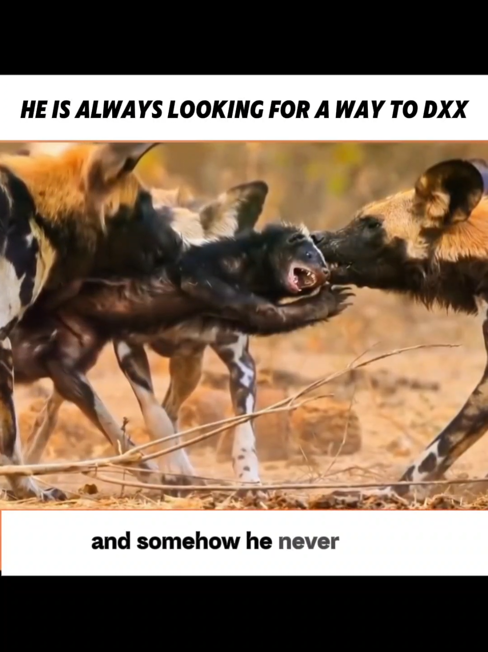 He is always looking for a way to Dxx #honeybadger #animals #animalsfacts #animaloftiktok #funnyanimals 