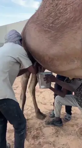 Camel milking #camels #DesertCuteness #camelmatting 