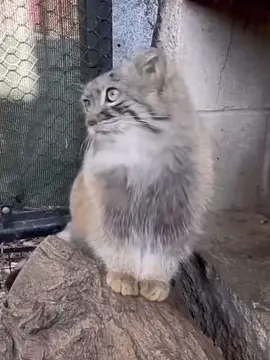 #PALLASCAT// #viral #trending #blowthisup #fyp 