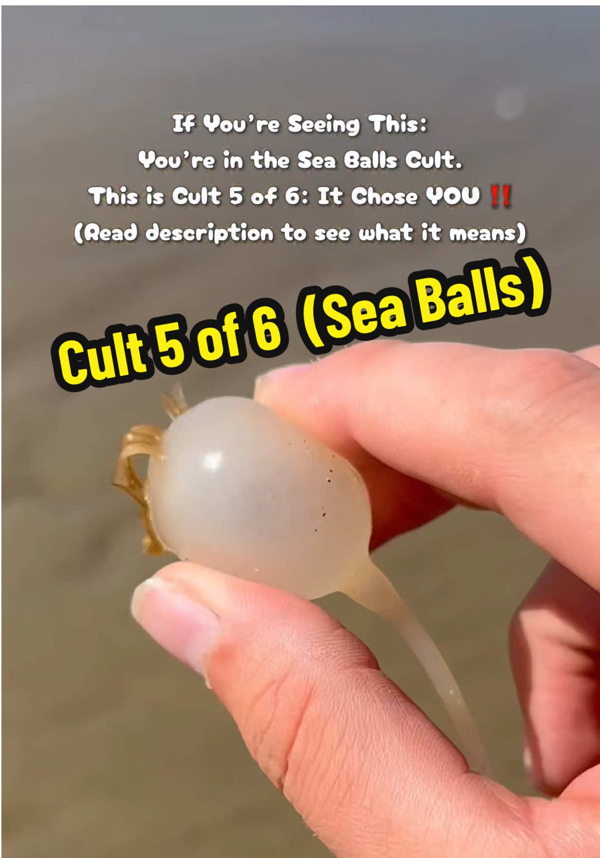 This is Cult 5 of 6: The “Sea Balls” Cult. Your cult is decided by fate. The first Cult video that you see is the cult that you are in for life. If you’re in the Sea Balls Cult, you’re calm on the surface but deeply connected beneath it all. You go where the current takes you, drifting through life’s changes with quiet confidence. Like kelp rolling in the waves, you stay grounded no matter how rough the waters get. You bring people together without even trying, and your energy has a way of making chaos feel peaceful. People in the sea balls cult are usually a lot more chill than people and other cults. Congratulations if you made it into the Sea Balls Cult! Use the 😎 emoji anytime you comment on my videos to let everyone know what cult you are in! Leave a Like & Comment if you are in this cult.  The only way to get in this cult is if the video lands in front of you organically or if someone who is already in the cult, shares it with you based on your personality. #SeaBallsCult #friends #ocean #nature #chill 