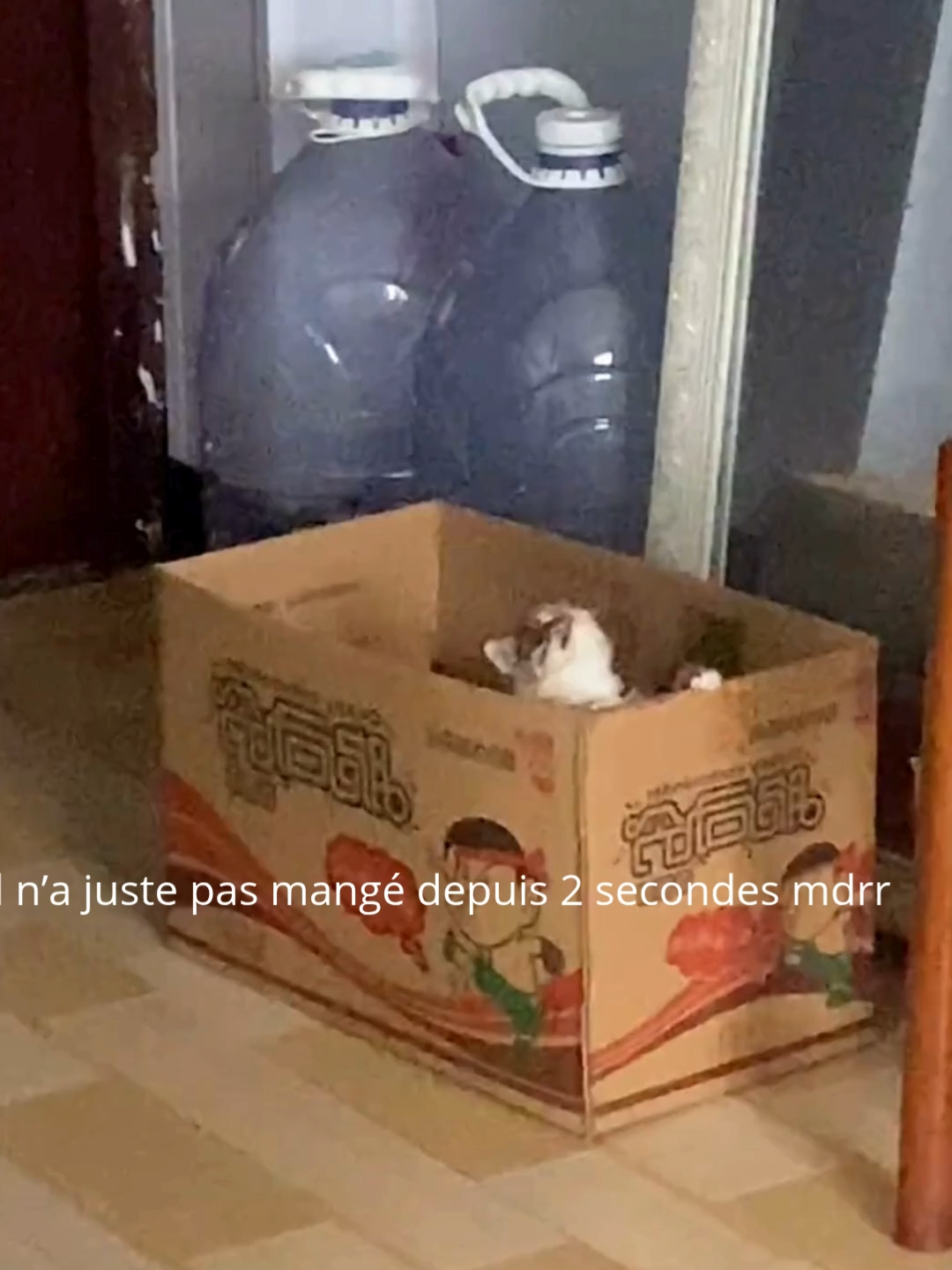 Il n’a juste pas mangé depuis 2 secondes mdrr 🤣#pourtoi #shortsviral #humour #drôle #viral #foryou #chat #fyp #cat #insolite #mignon #cutecat