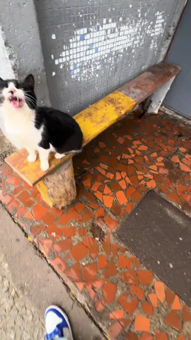 #fyp #cat 