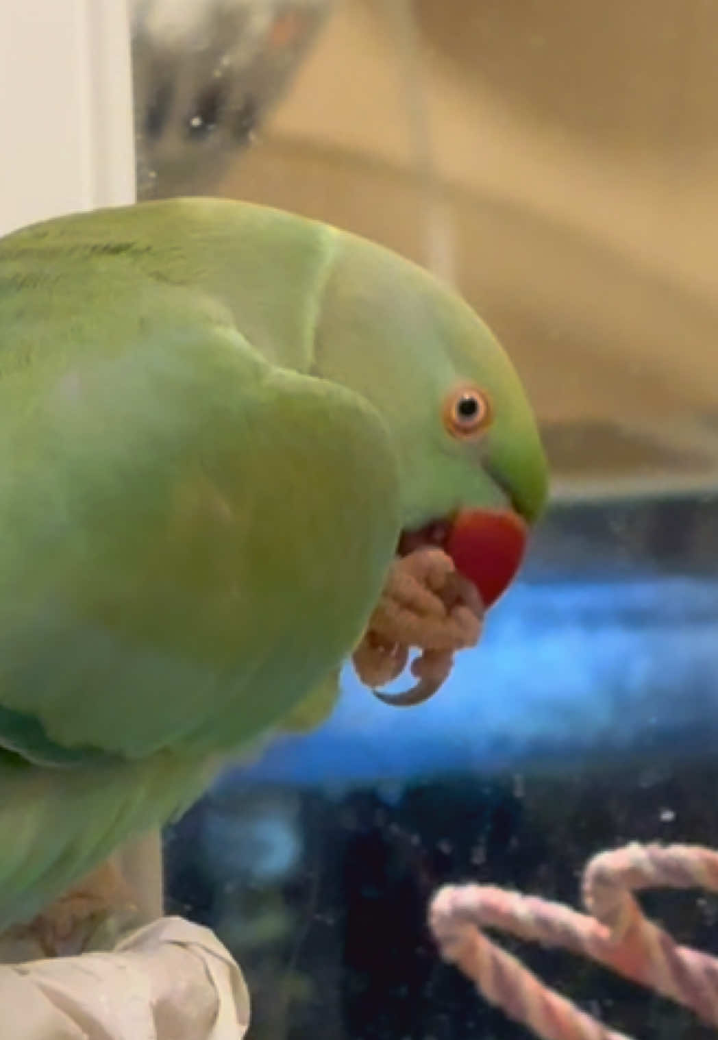 Just enjoying a lil snack with himself 🤣 #indianringneck #talkingbird  #birdtok #FYP #pettok 