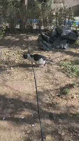 #tiktok #trending #fyp #funnyvideos #catfunny 