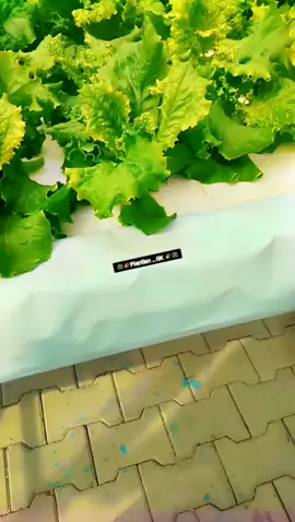 #Plant water system(hydrophonic). #🌙🌙🌙🌙🌍🌍🌹🌹🌹 #viewrrsမတက်လို့ပြန်တင်တာ