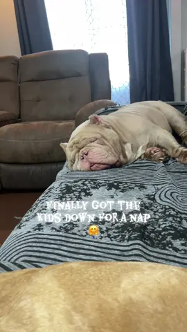 Finally down for his nap #exoticbully #dogmom 