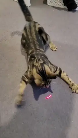 #cat #catsoftiktok #laser #play #kedi 