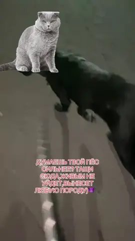 #кошкаэдит #эдит #fyp #кошка 