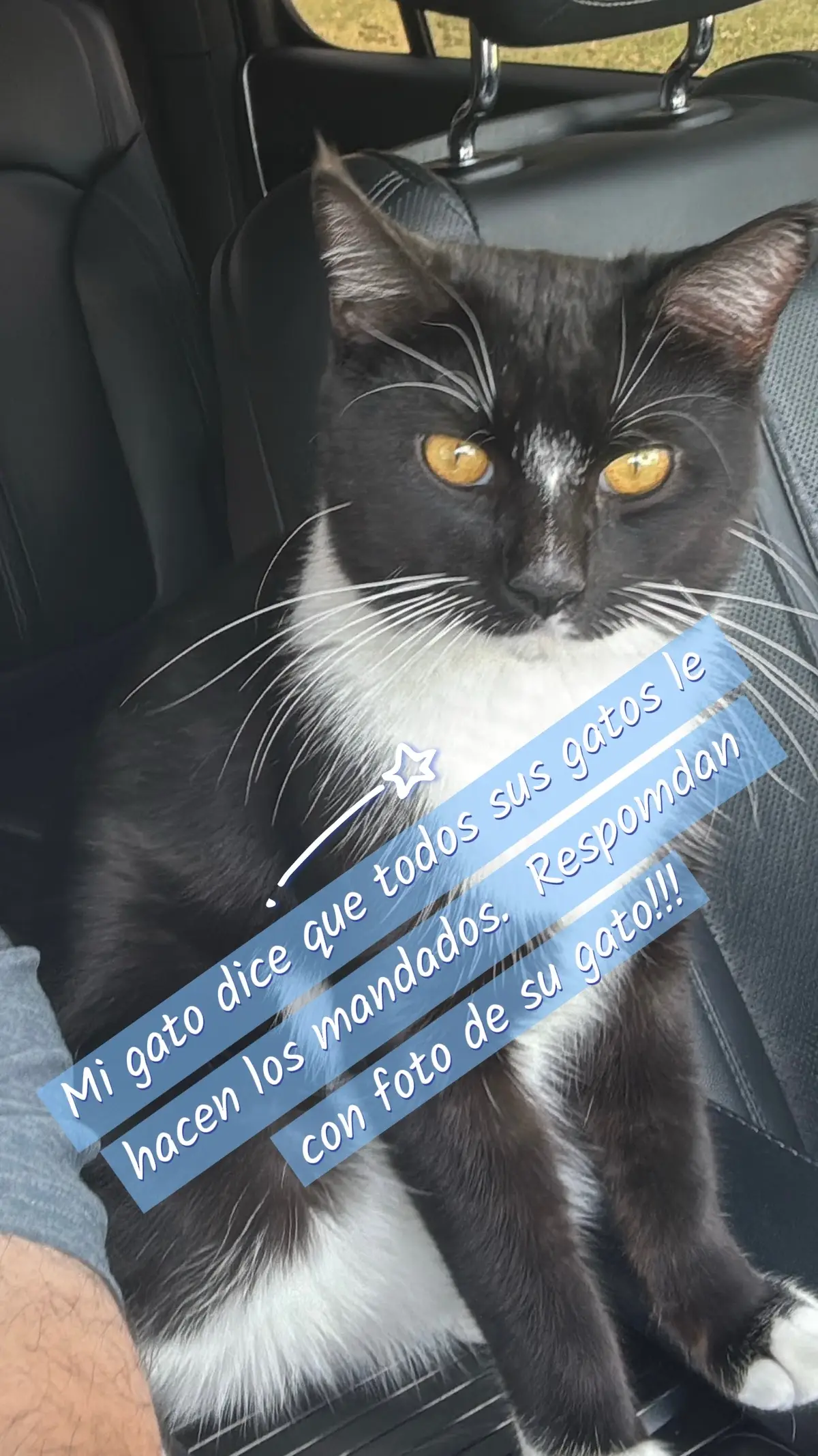 Respondan a ver si se arma la pelea de gatos!!! Respondan con foto de su gato!!