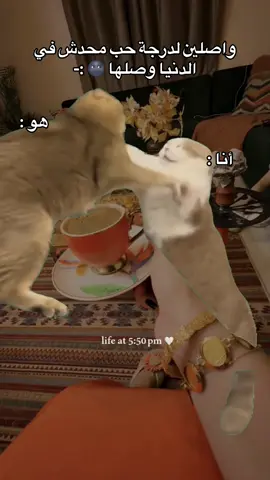 #MemeCut #CapCut #Meme #MemeCut 